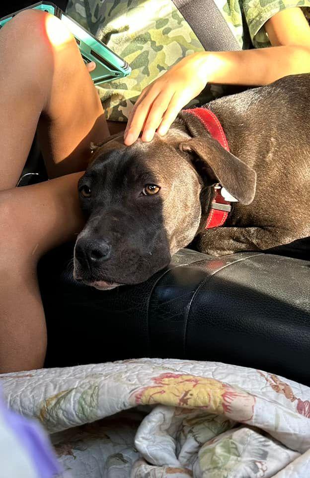 Pudge, Adoptable, Adult Male American Staffordshire Terrier & Labrador Retriever.