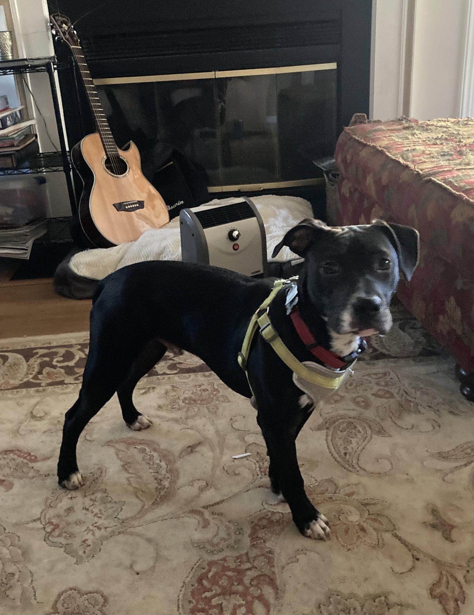 Pudge, Adoptable, Adult Male American Staffordshire Terrier & Labrador Retriever.