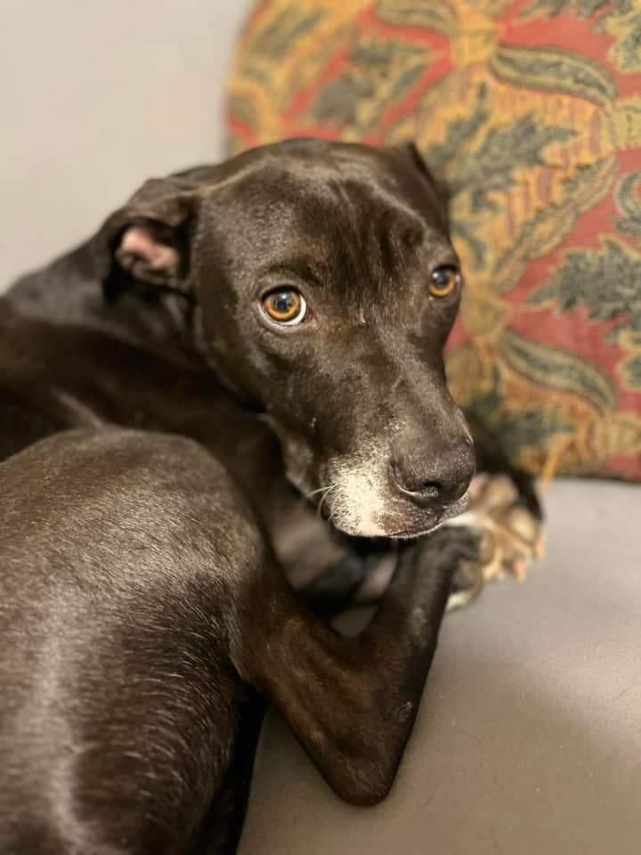 Enlarge Pudge, a Adoptable mixed breed in Holly Springs, NC image 3/3
