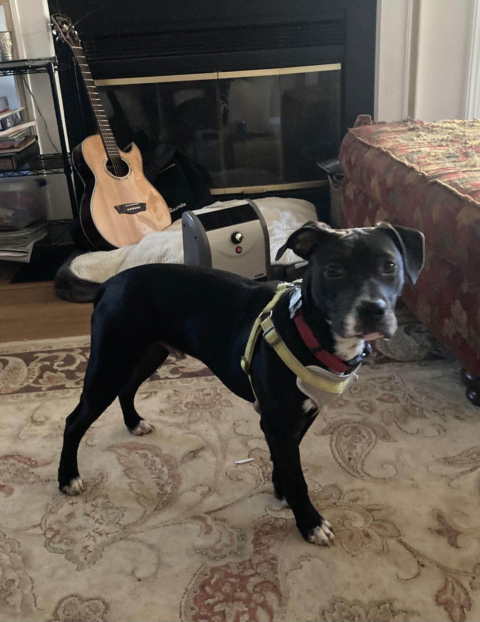 Enlarge Pudge, a Adoptable mixed breed in Holly Springs, NC image 3/3