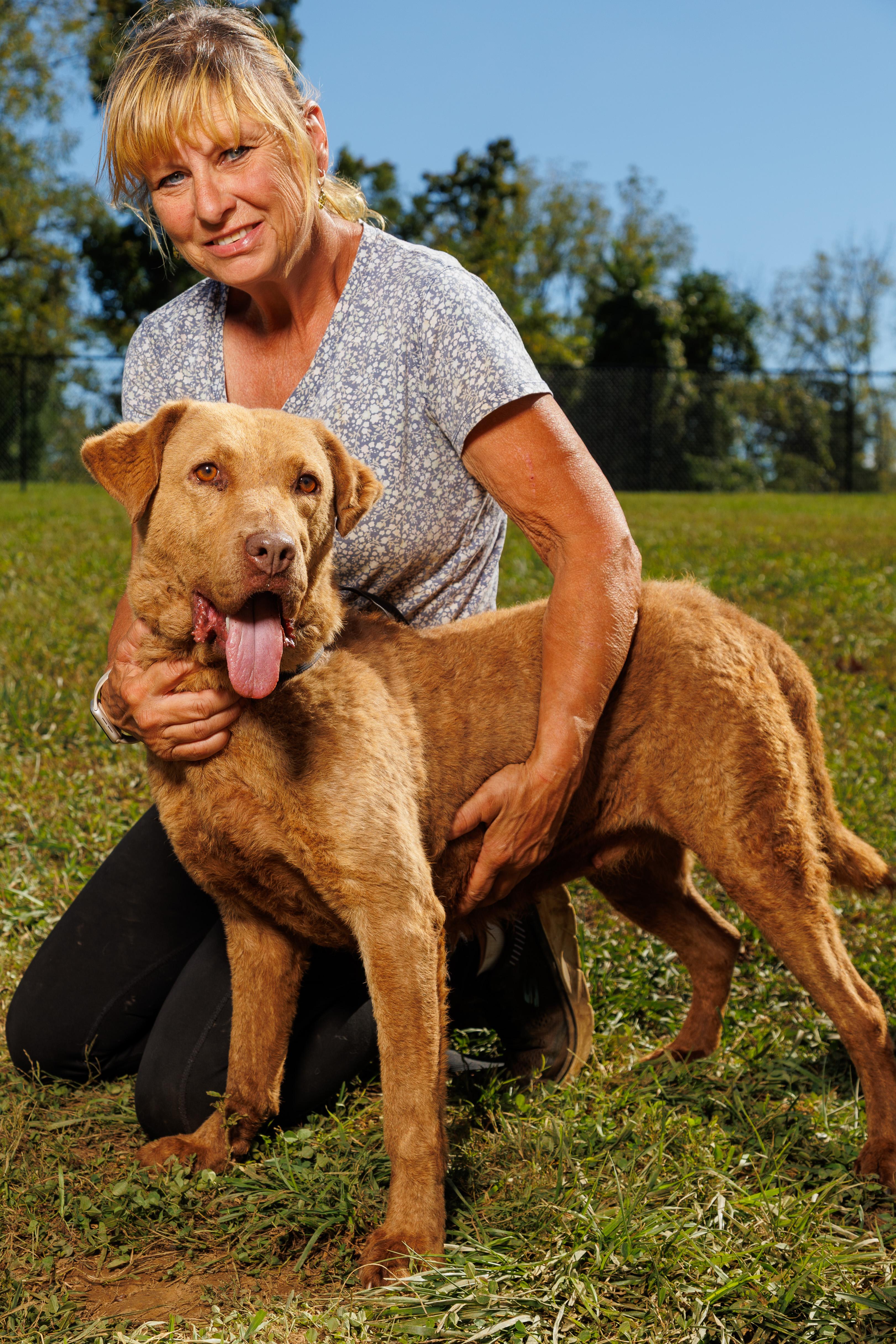 Enlarge Chelsea, a Adoptable Chesapeake Bay Retriever in Chester Springs, PA image 2/2