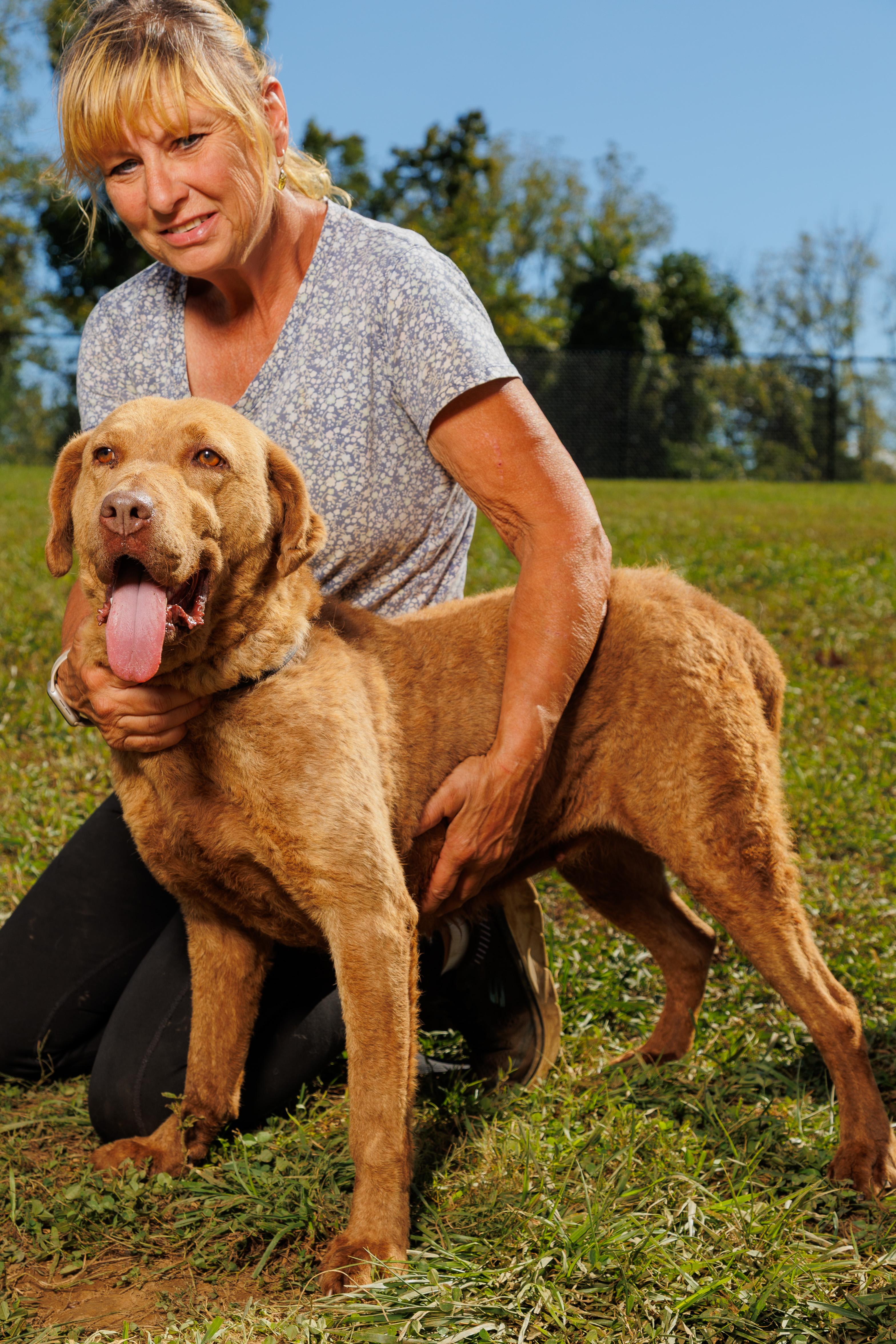 Enlarge Chelsea, a Adoptable Chesapeake Bay Retriever in Chester Springs, PA image 1/2