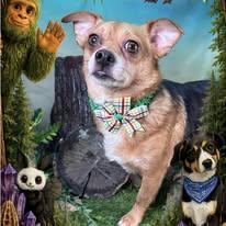 Winnie, ADOPTABLE, Adult Female Chihuahua.