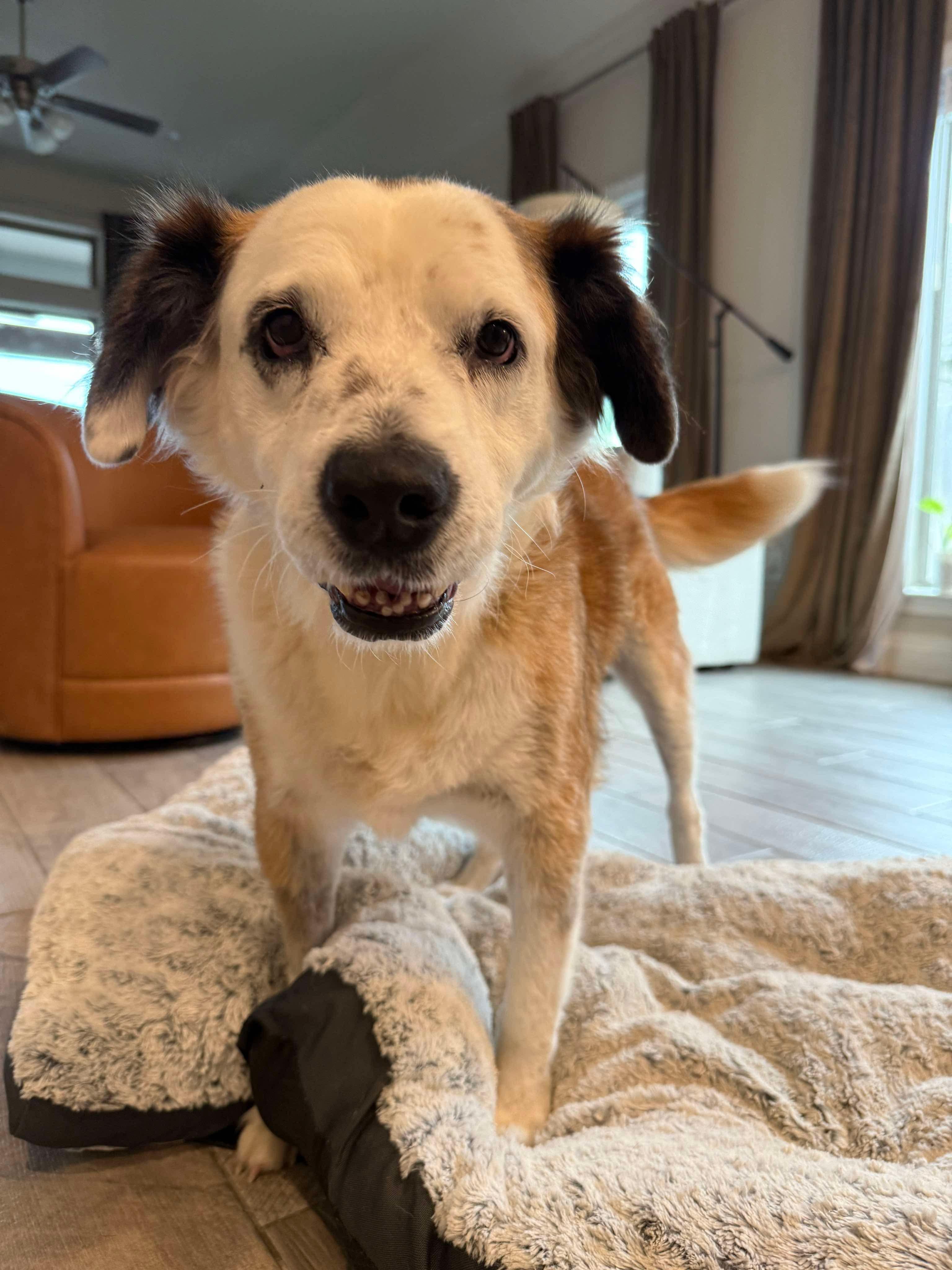 Panda, Adoptable, Senior Male Collie & Australian Shepherd.