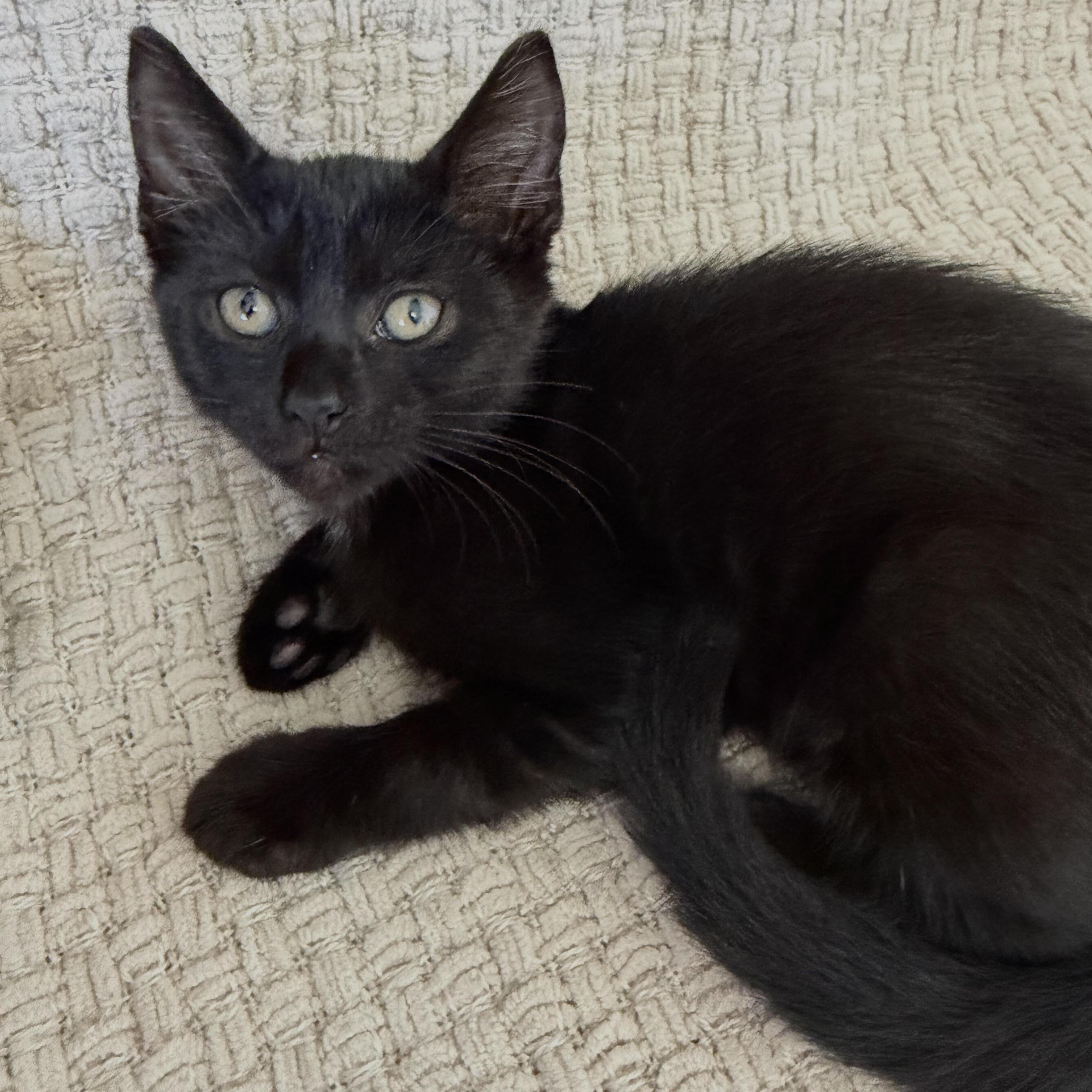 Enlarge Juniper, a Adoptable Bombay in Salem, NH image 4/6
