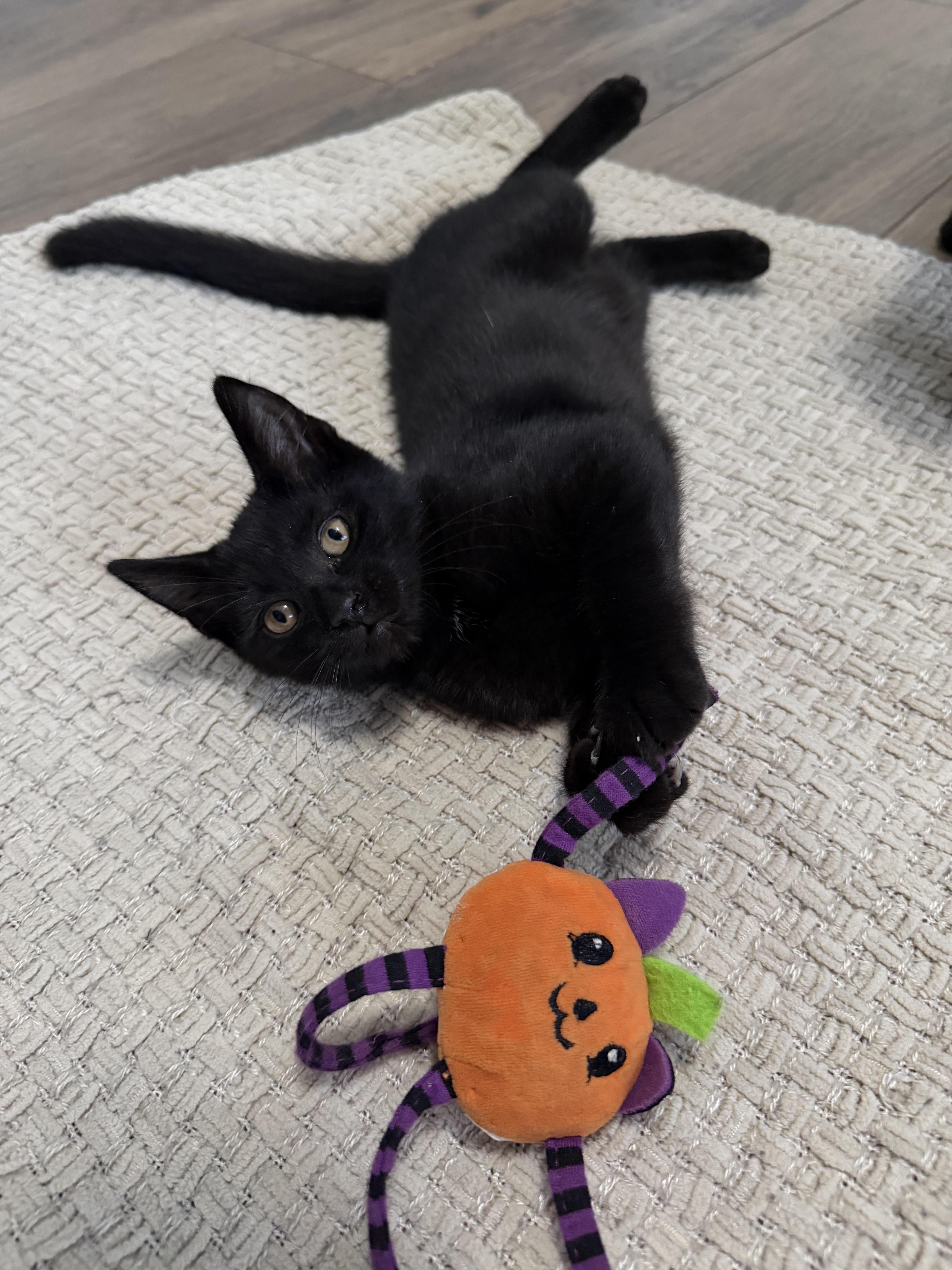 Enlarge Juniper, a Adoptable Bombay in Salem, NH image 3/6