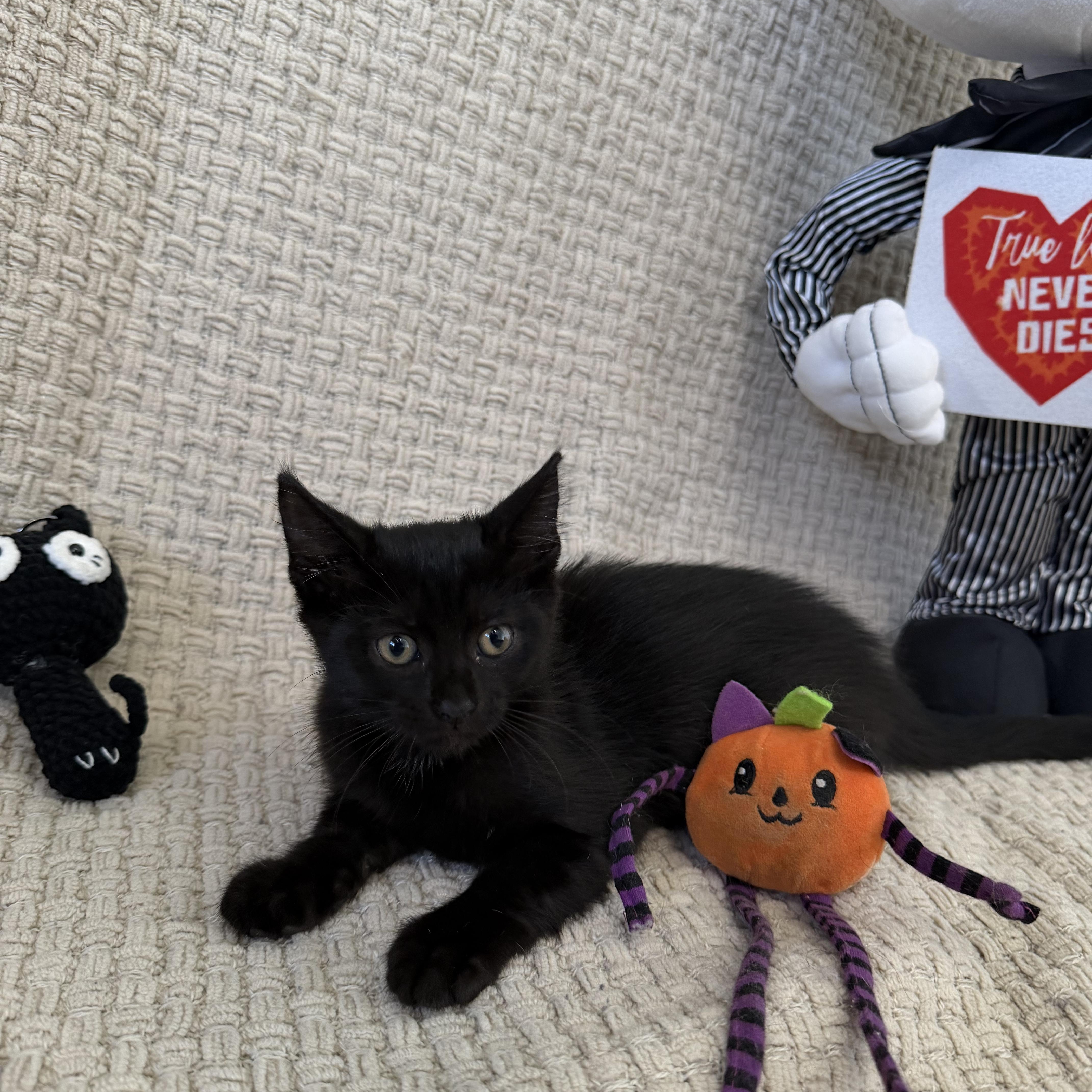 Enlarge Juniper, a Adoptable Bombay in Salem, NH image 6/6