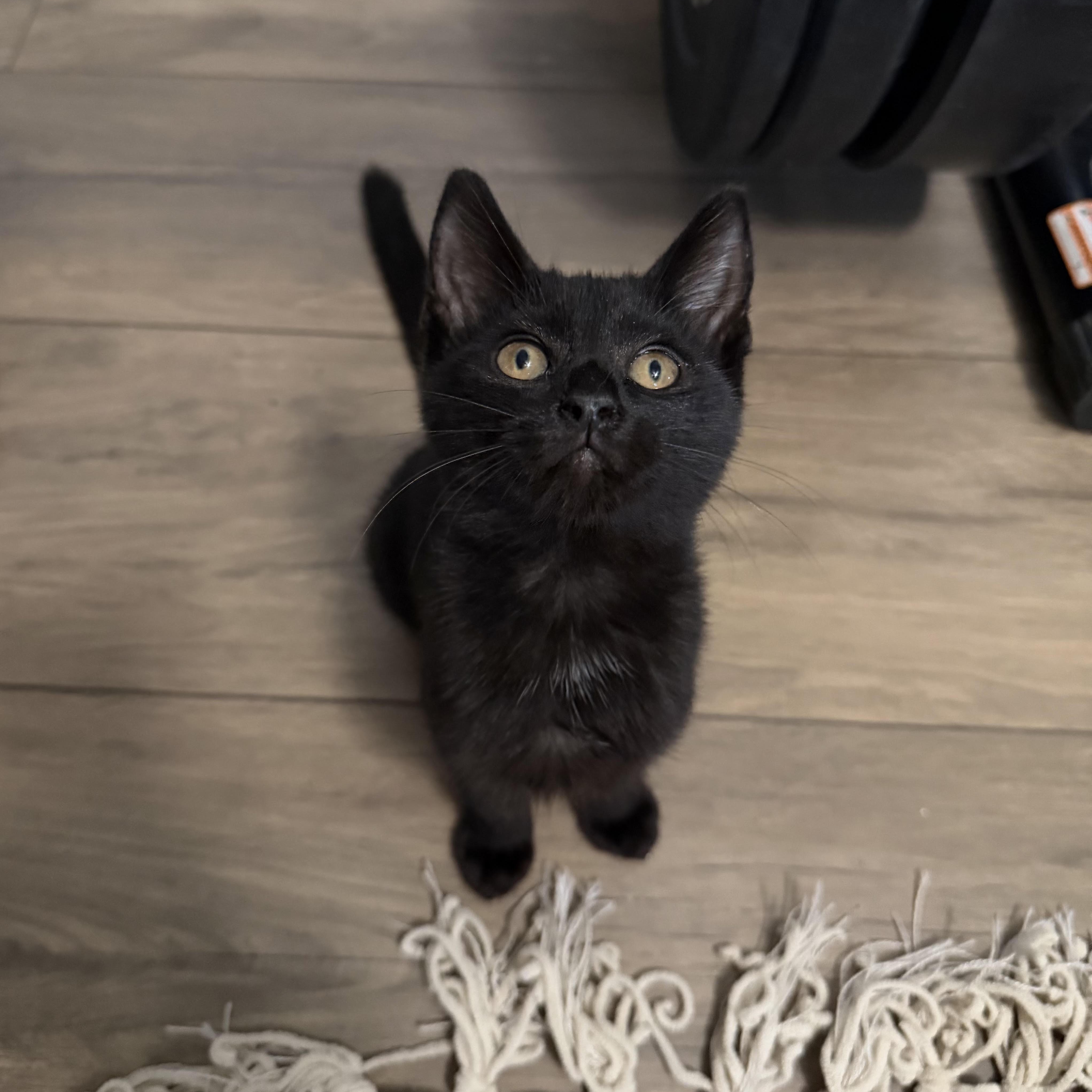 Juniper, Adoptable, Kitten Female Bombay.