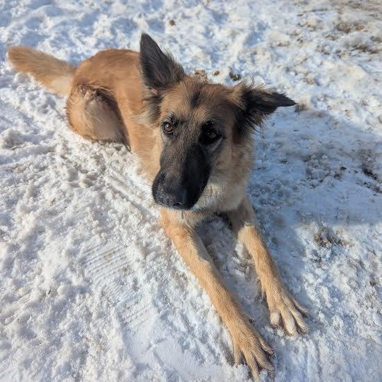 Enlarge Rose, a ADOPTABLE mixed breed in Blue Earth, MN image 1/3