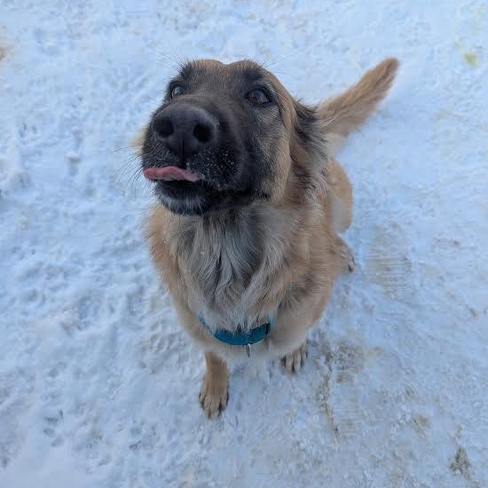 Enlarge Rose, a ADOPTABLE mixed breed in Blue Earth, MN image 2/3