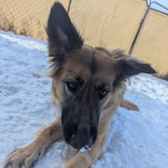 Enlarge Rose, a ADOPTABLE mixed breed in Blue Earth, MN image 3/3