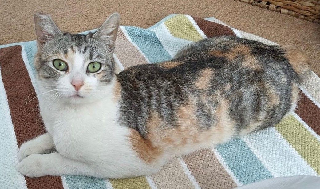 Karolina, Adoptable, Young Female Domestic Short Hair.