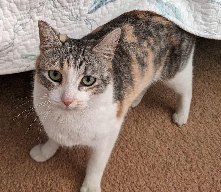 Enlarge Karolina, an adopted Domestic Short Hair in Los Angeles, CA image 2/4