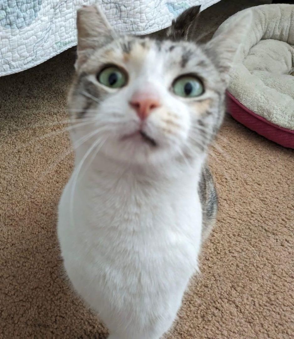 Enlarge Karolina, an adopted Domestic Short Hair in Los Angeles, CA image 3/4