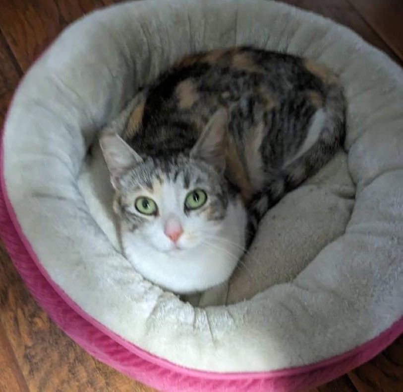 Enlarge Karolina, an adopted Domestic Short Hair in Los Angeles, CA image 4/4