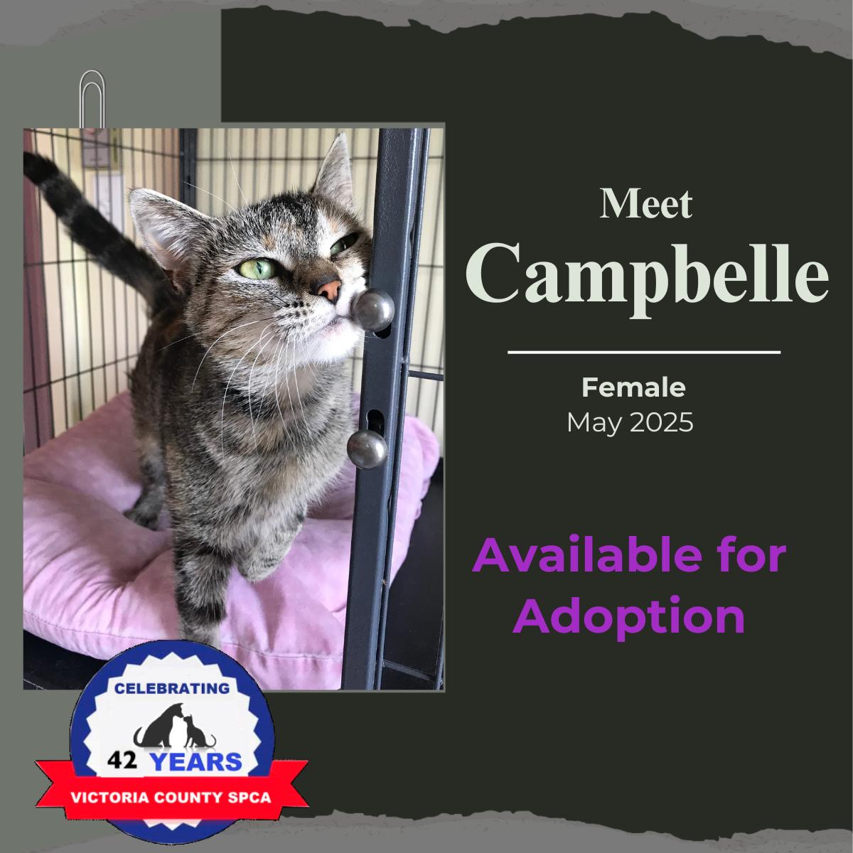 Enlarge Campbelle, a Adoptable Domestic Short Hair in Arthurette, NB image 1/1