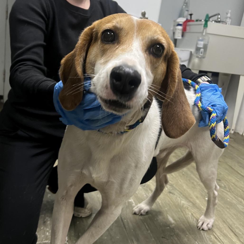 Enlarge Arlington, a Adoptable Mixed Breed in Summerville, SC image 1/6