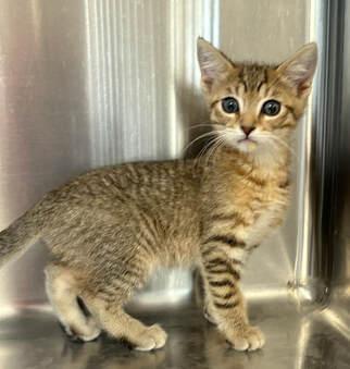 Axel, an adoptable Tabby in Little Falls, MN, 56345 | Photo Image 1