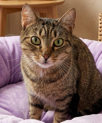 Enlarge Naomi, a ADOPTABLE Domestic Short Hair in Astoria, NY image 2/2