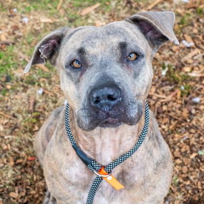 Enlarge Thalassa - IN FOSTER, a Adoptable Mixed Breed in Chamblee, GA image 4/5