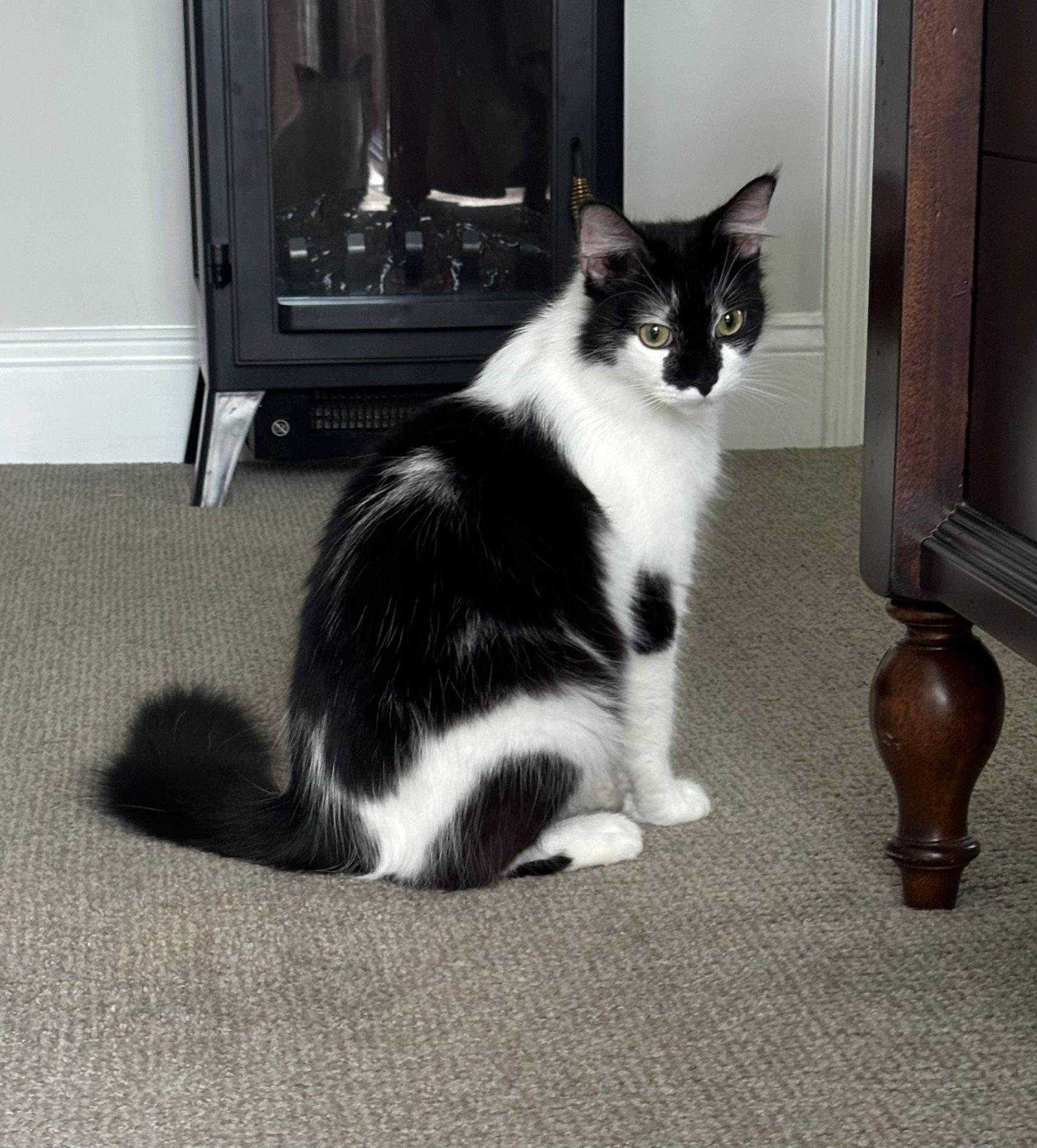 Peggy Sue, a ADOPTABLE Domestic Medium Hair in New Britain, CT image 3/4