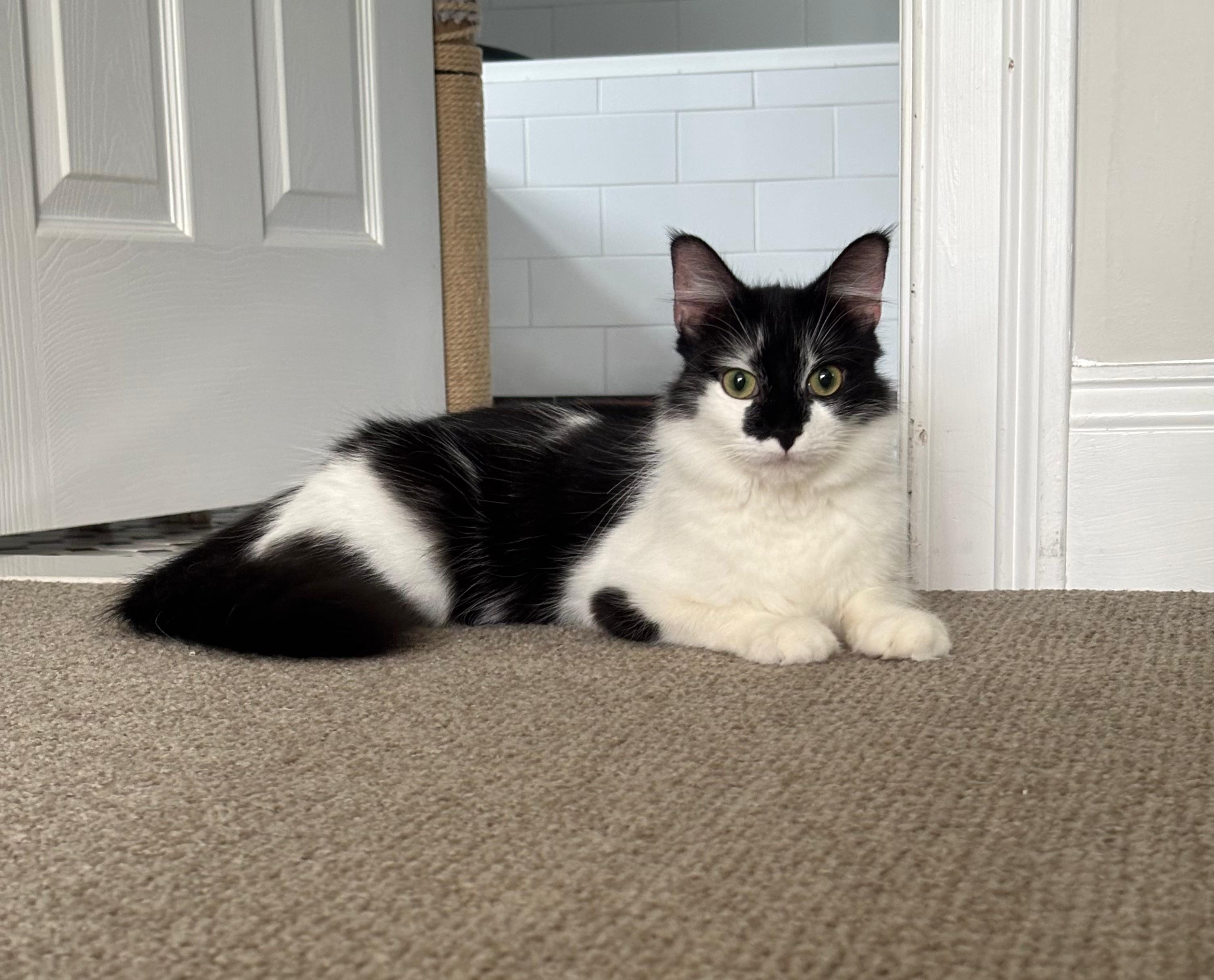 Peggy Sue, a ADOPTABLE Domestic Medium Hair in New Britain, CT image 2/4