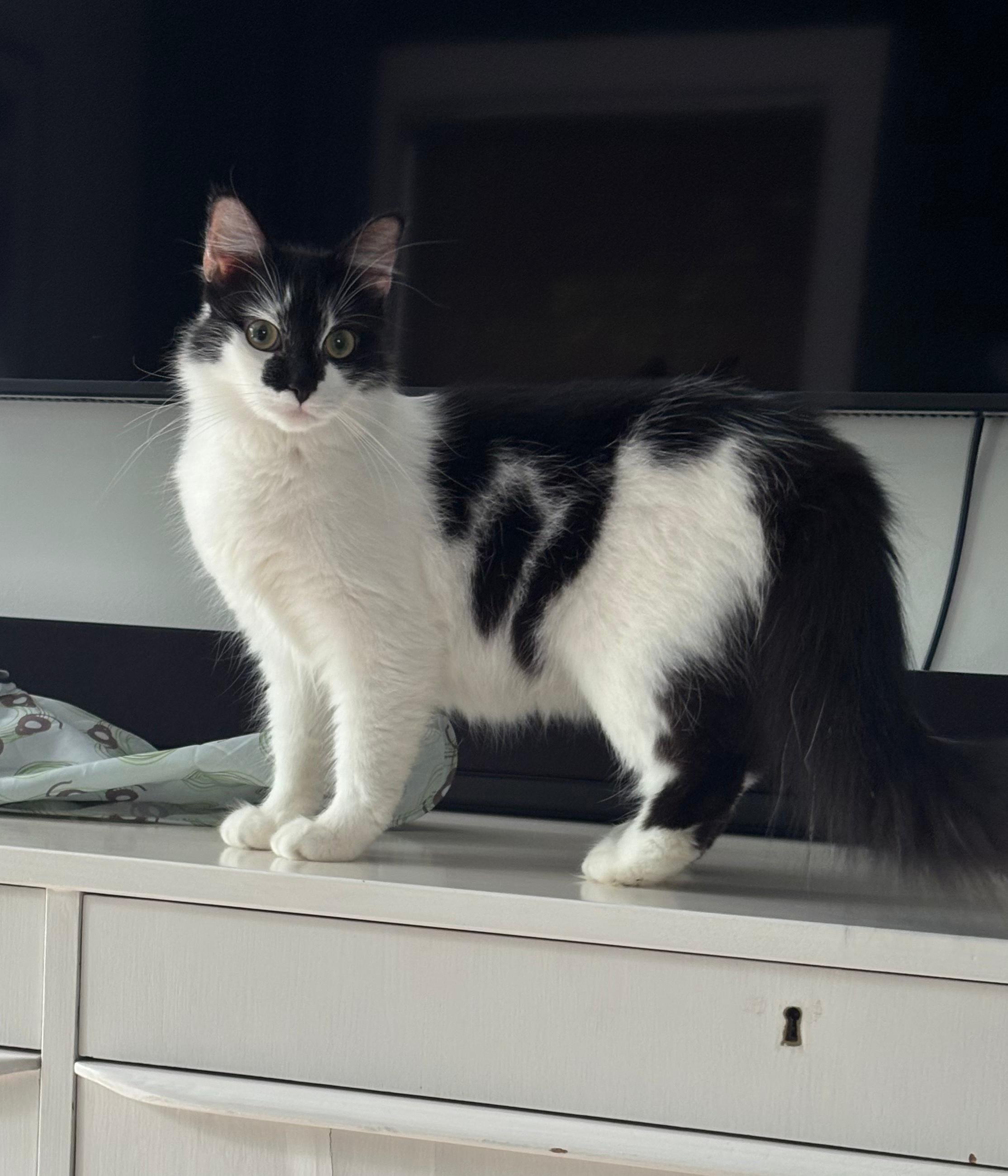 Peggy Sue, a ADOPTABLE Domestic Medium Hair in New Britain, CT image 1/4
