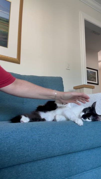Enlarge Peggy Sue, a ADOPTABLE Domestic Medium Hair in New Britain, CT video 4/4