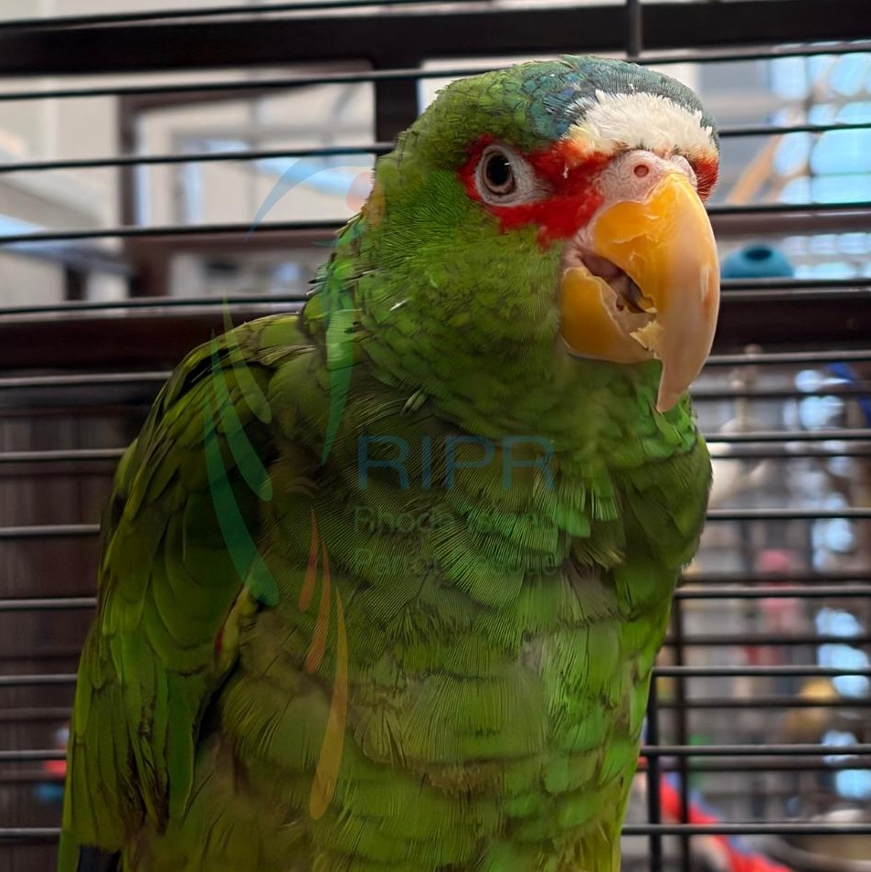 Jesse, a ADOPTABLE Amazon in Warwick, RI image 3/4
