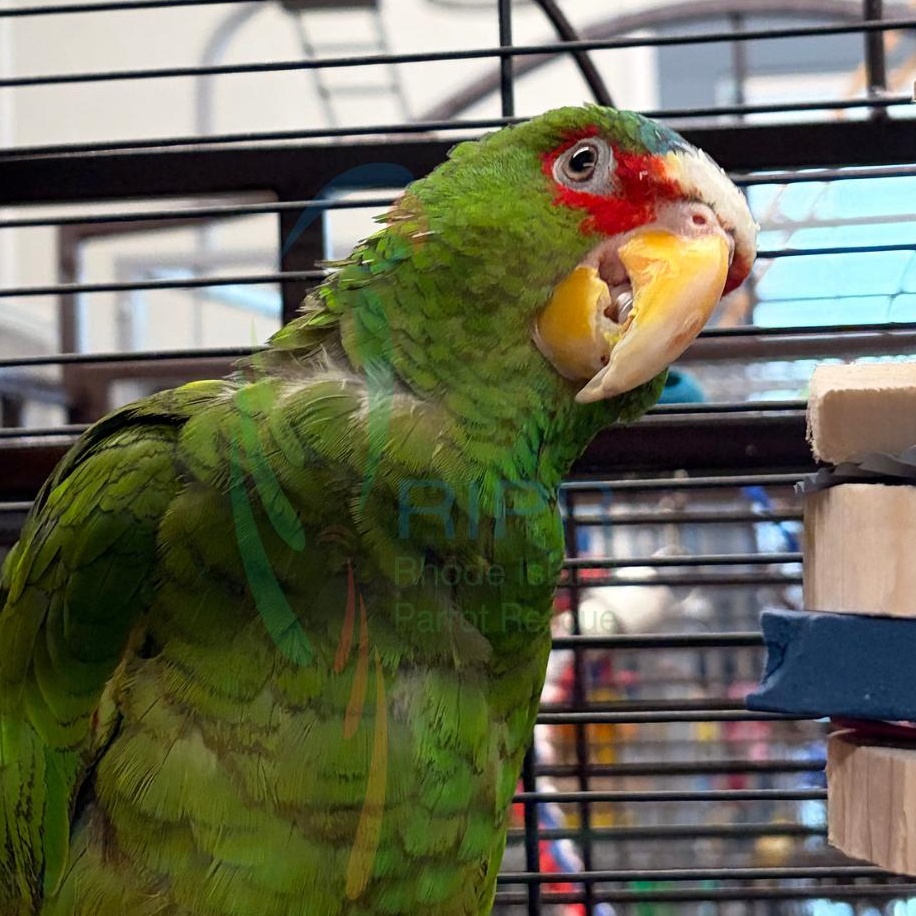 Jesse, ADOPTABLE, Senior Unknown Amazon.