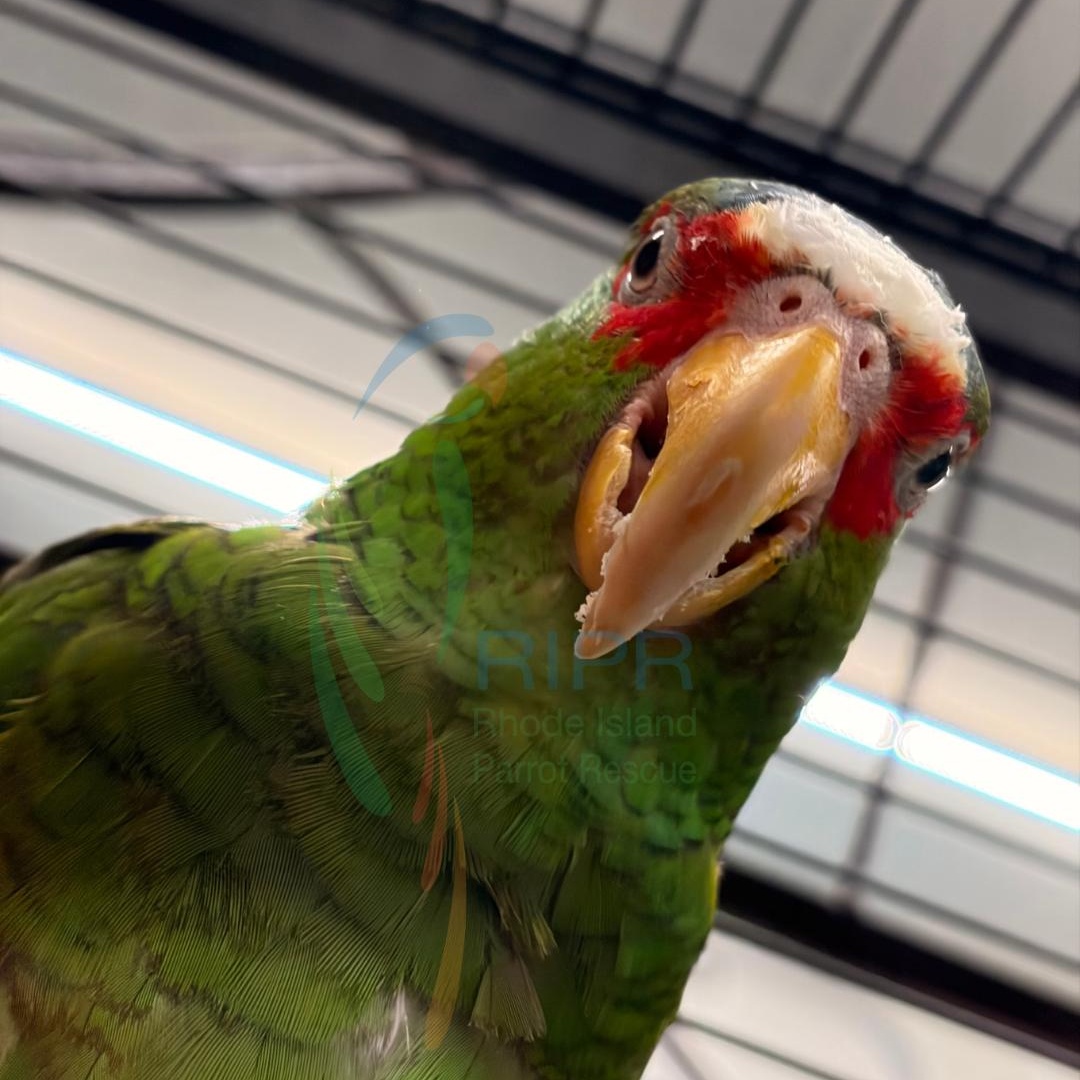 Jesse, a ADOPTABLE Amazon in Warwick, RI image 2/4