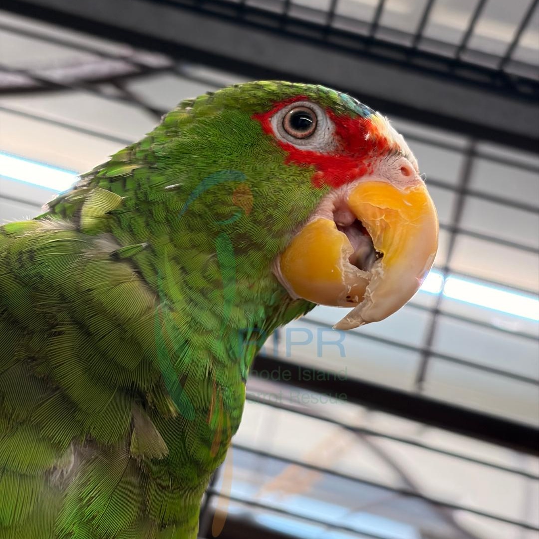 Jesse, a ADOPTABLE Amazon in Warwick, RI image 4/4