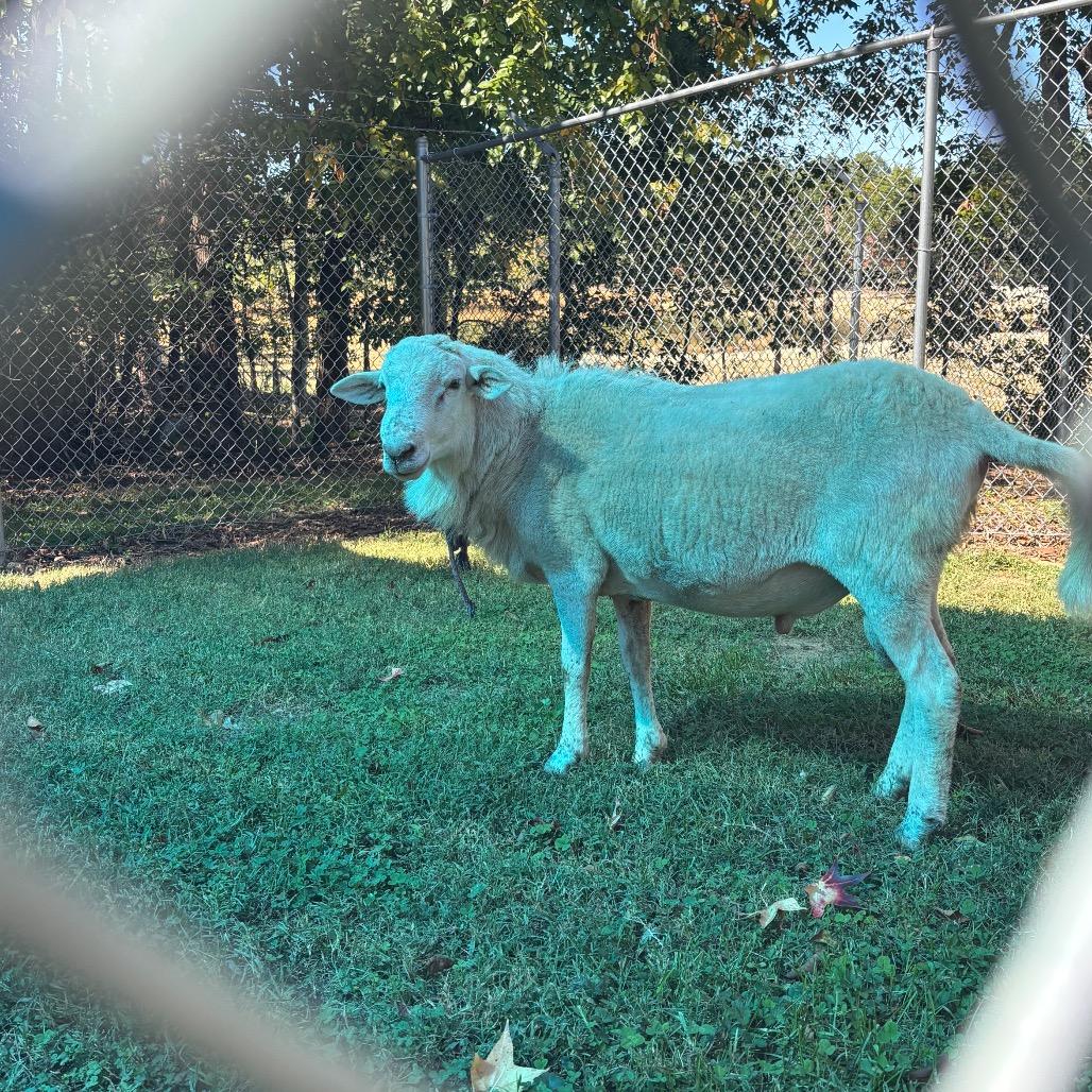 Hill St. Sheep, Adoptable, Young Male Sheep.