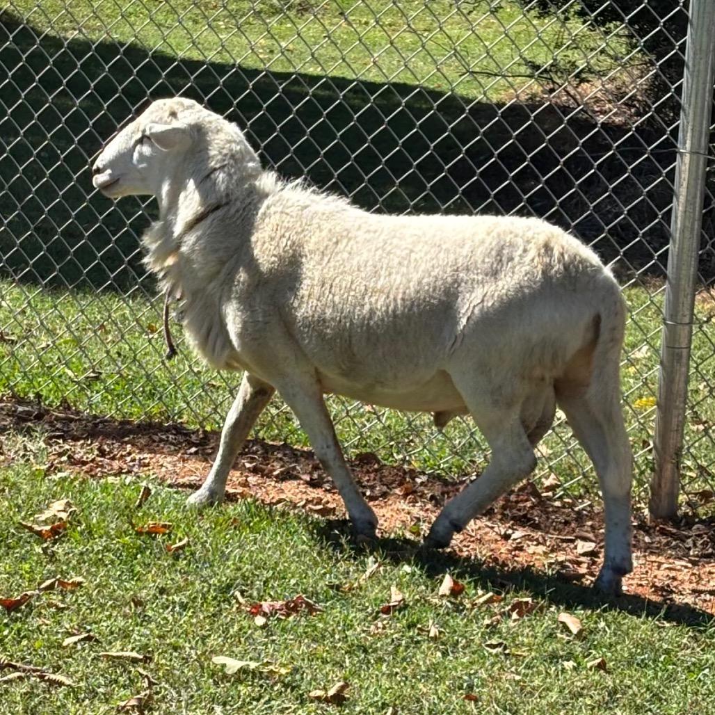 Enlarge Hill St. Sheep, a Adoptable Sheep in Roxboro, NC image 2/6