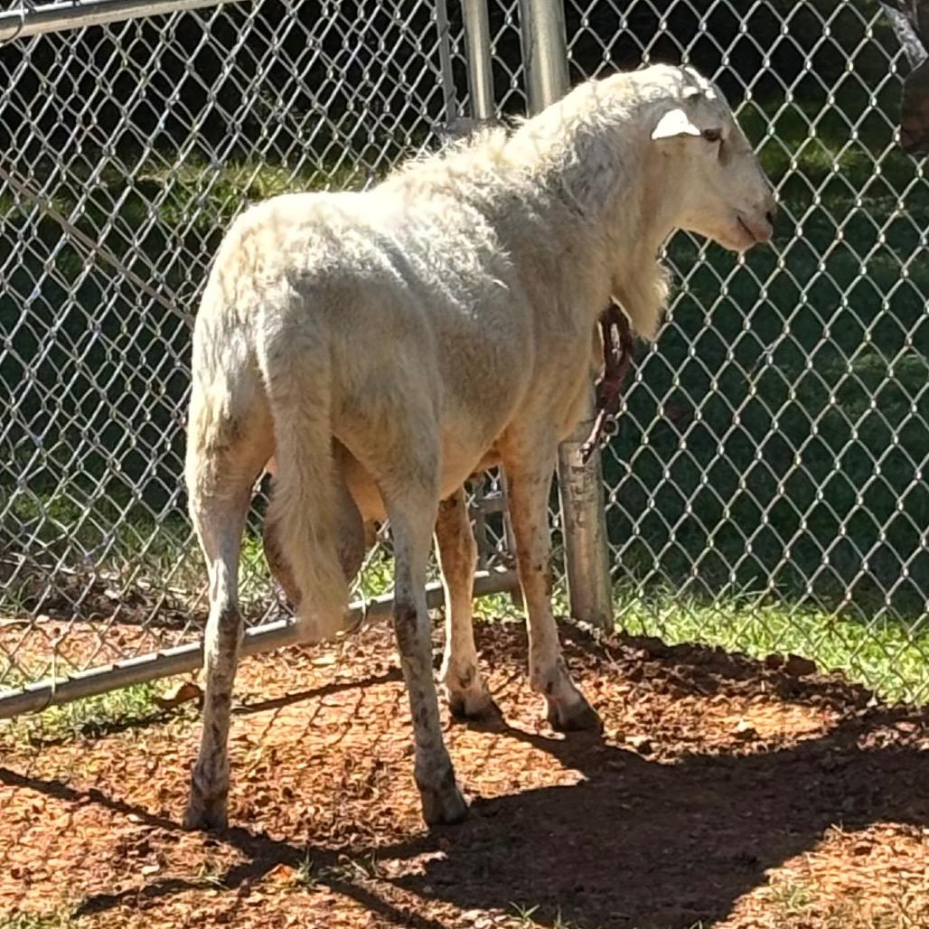 Enlarge Hill St. Sheep, a Adoptable Sheep in Roxboro, NC image 3/6