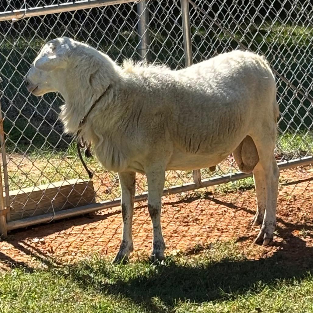 Enlarge Hill St. Sheep, a Adoptable Sheep in Roxboro, NC image 4/6