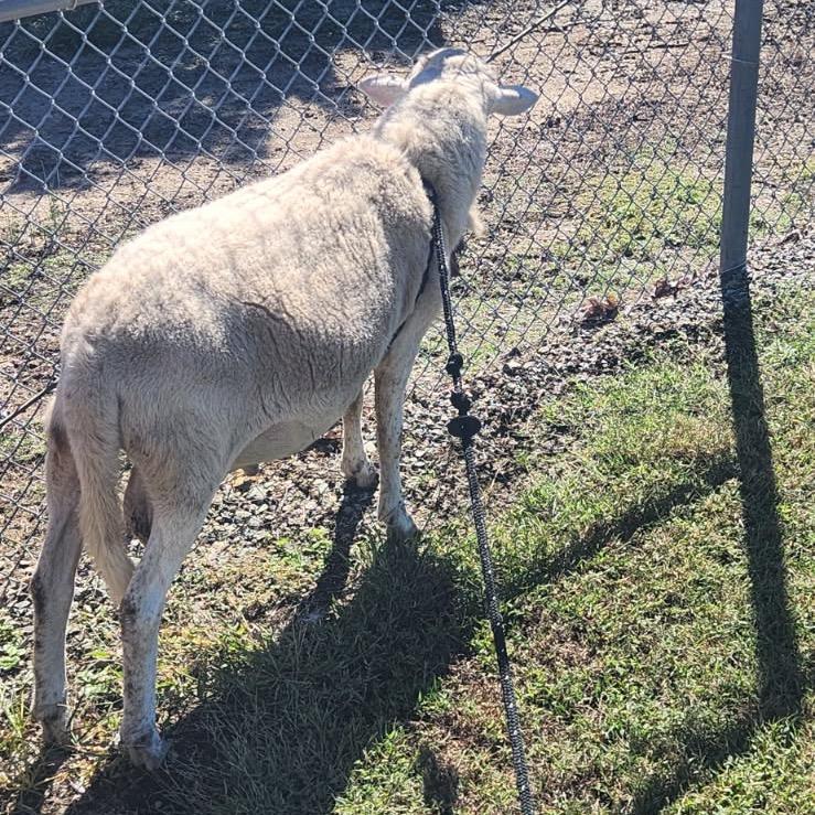 Enlarge Hill St. Sheep, a Adoptable Sheep in Roxboro, NC image 5/6