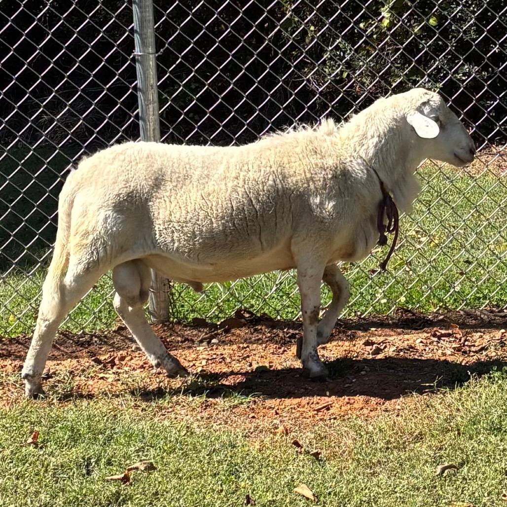 Enlarge Hill St. Sheep, a Adoptable Sheep in Roxboro, NC image 6/6
