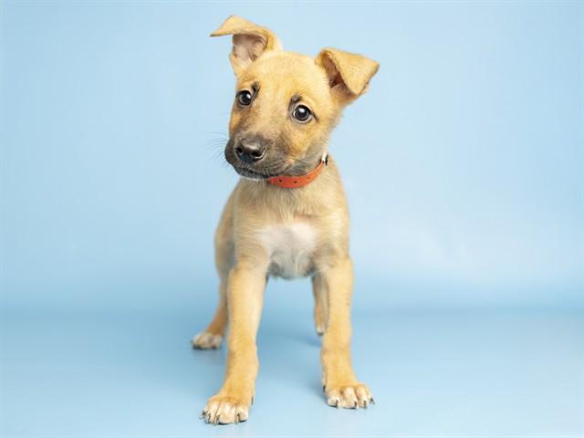 BIG BESSIE, Adoptable, Puppy Female German Shepherd Dog.