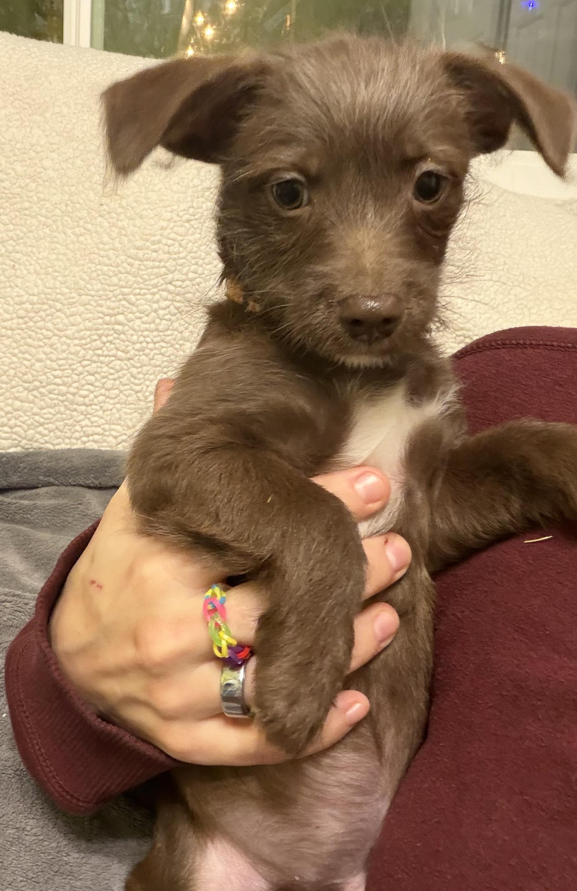 Enlarge Ash, an adopted mixed breed in Penryn, CA image 1/2