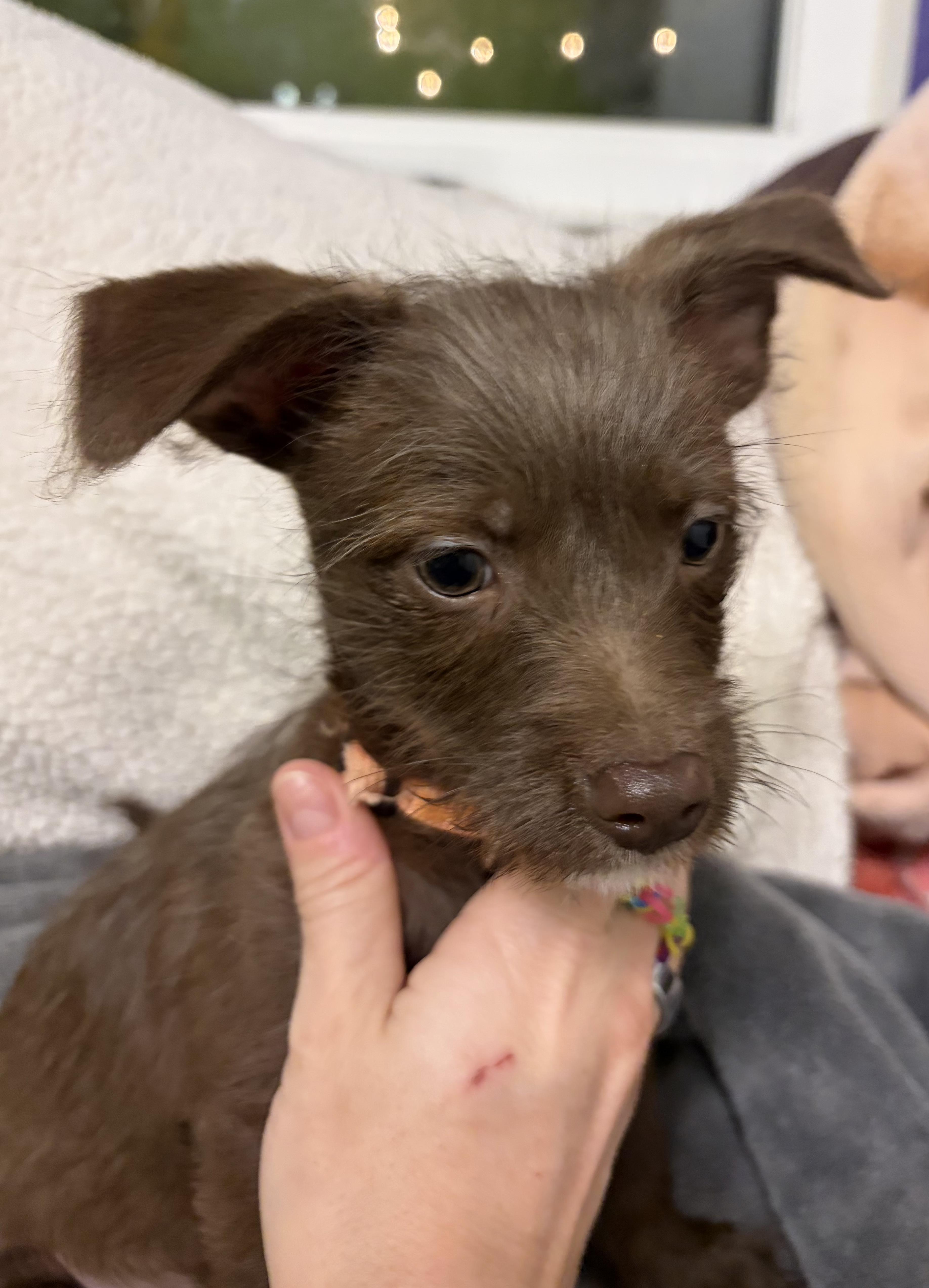 Enlarge Ash, an adopted mixed breed in Penryn, CA image 2/2