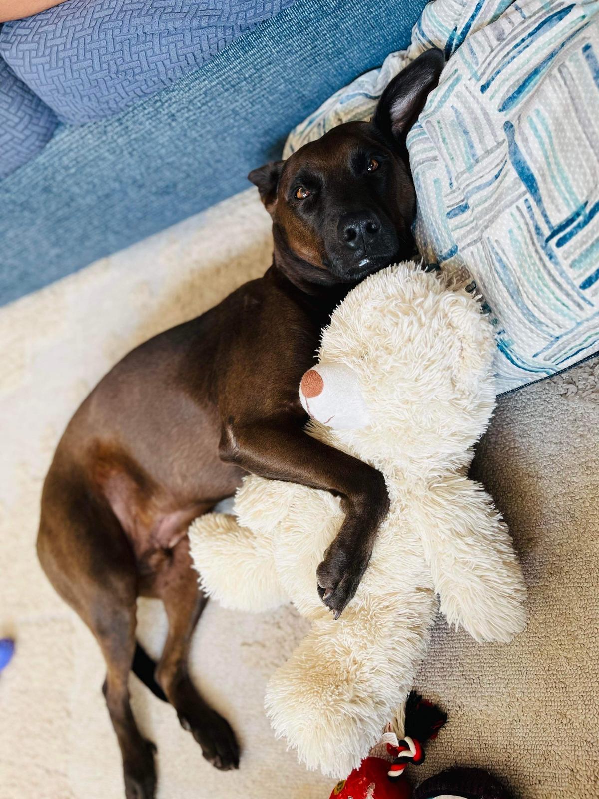 Blue, a Adoptable mixed breed in Houston, TX image 1/6