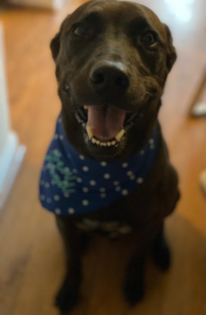 Blue, a Adoptable mixed breed in Houston, TX image 2/6