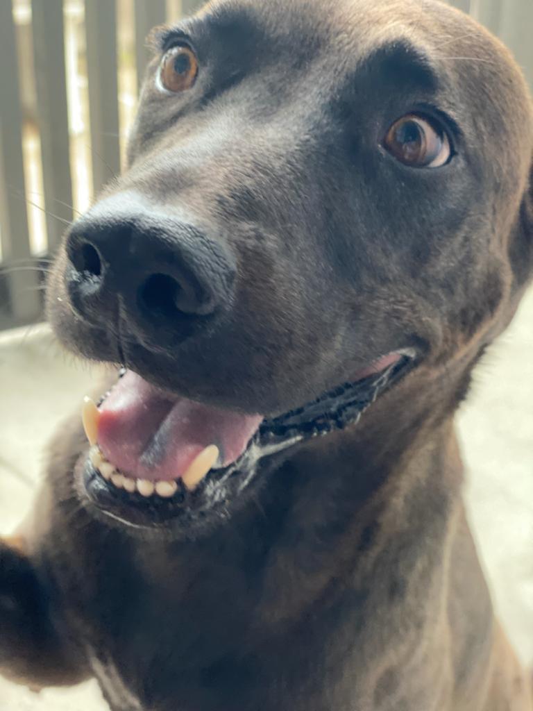 Blue, a Adoptable mixed breed in Houston, TX image 3/6