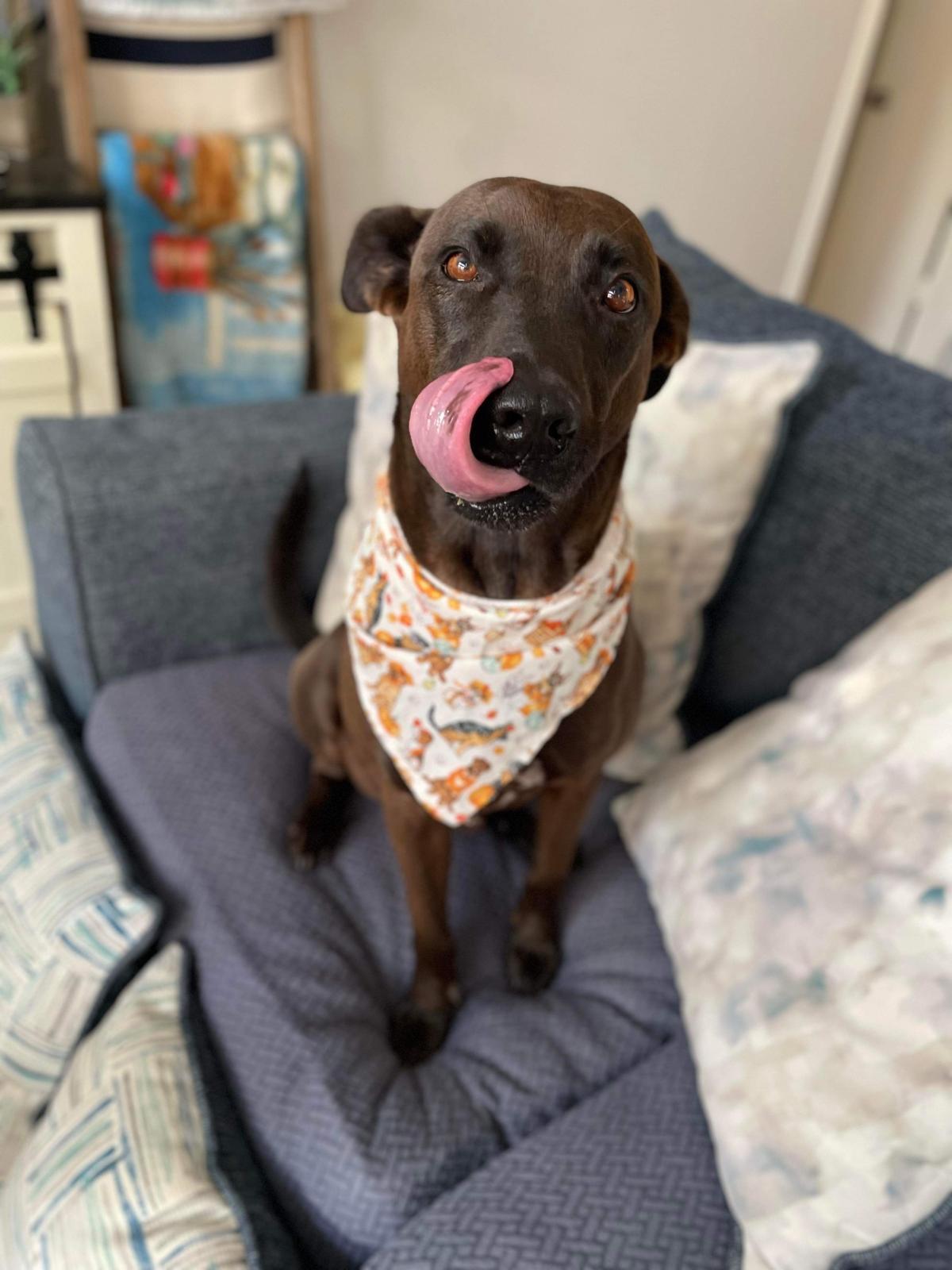 Blue, a Adoptable mixed breed in Houston, TX image 4/6