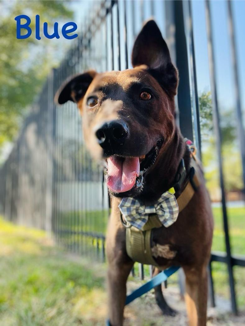 Blue, a Adoptable mixed breed in Houston, TX image 5/6