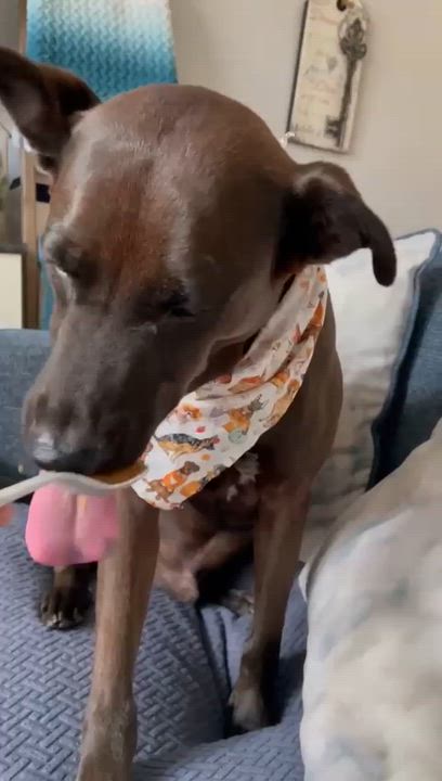 Enlarge Blue, a Adoptable mixed breed in Houston, TX video 6/6