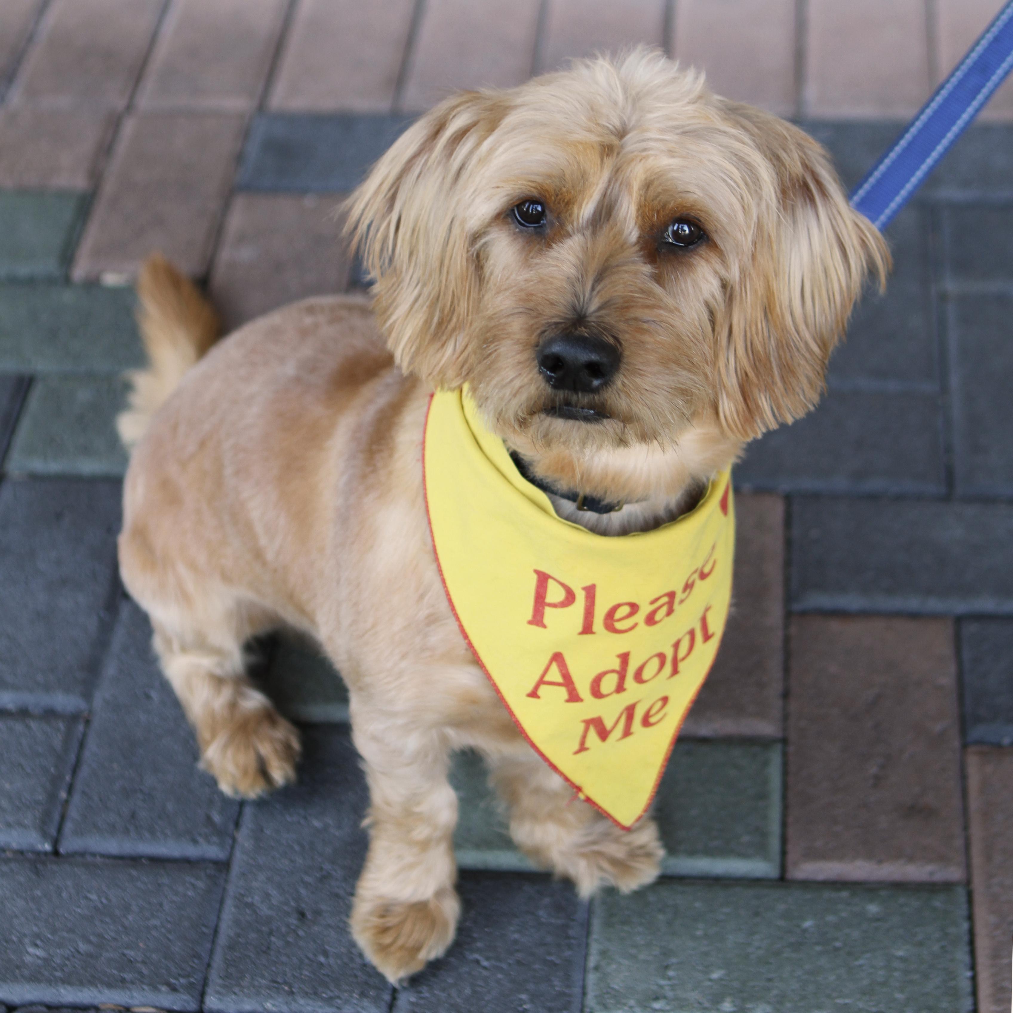 Enlarge Finnegan, a Adoptable mixed breed in Mission Viejo, CA image 1/6