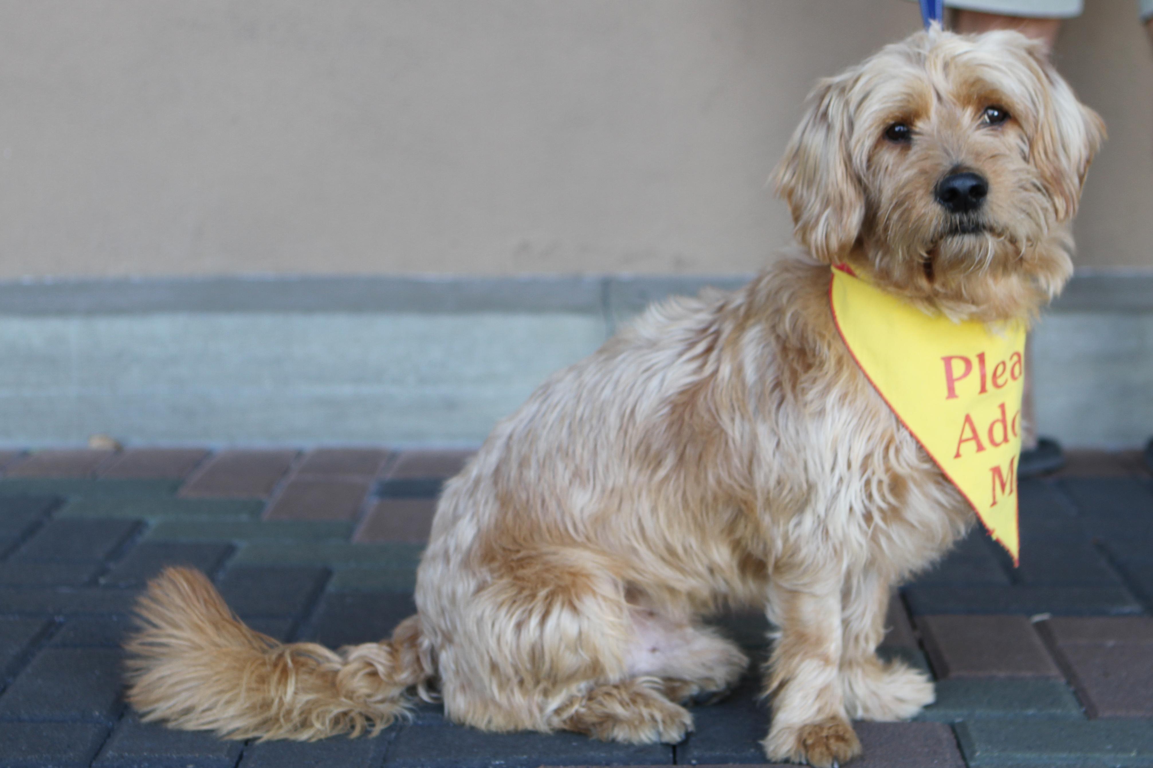 Enlarge Finnegan, a Adoptable mixed breed in Mission Viejo, CA image 2/6