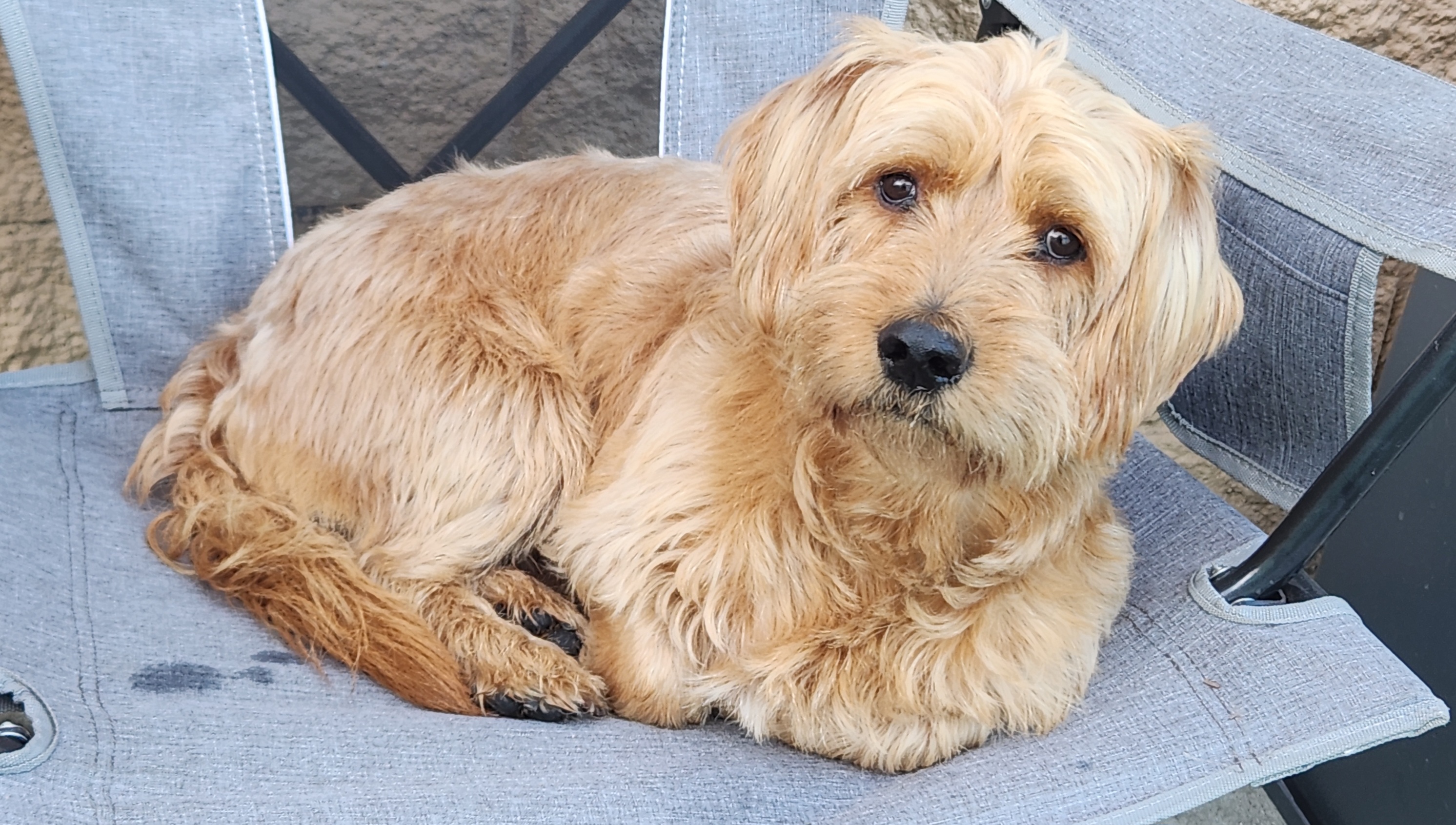 Enlarge Finnegan, a Adoptable mixed breed in Mission Viejo, CA image 5/6